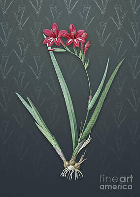 Food And Beverage Mixed Media - Vintage Gladiolus Cardinalis Botanical Art on Slate Gray Pattern n.0676 by Holy Rock Design