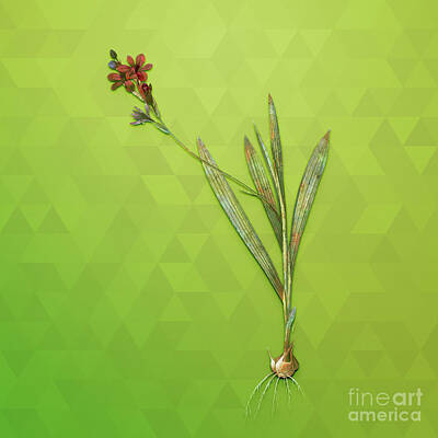 Animals Mixed Media - Vintage Gladiolus Mucronatus Botanical Art on Love Bird Green n.0108 by Holy Rock Design