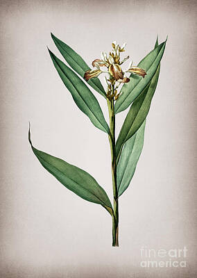 Mixed Media Royalty Free Images - Vintage Globba Erecta Botanical Illustration on Parchment Royalty-Free Image by Holy Rock Design