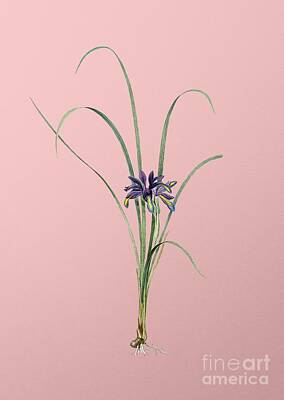 Gaugin Royalty Free Images - Vintage Grass Leaved Iris Botanical Illustration on Pink Royalty-Free Image by Holy Rock Design