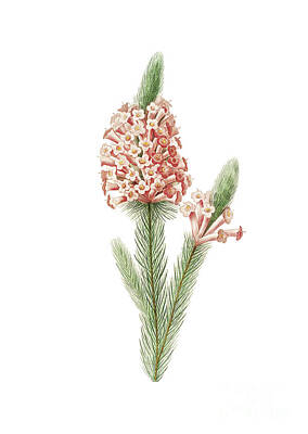 Bear Photography - Vintage Heather Briar Root Bruyere Botanical Illustration on Pure White by Holy Rock Design
