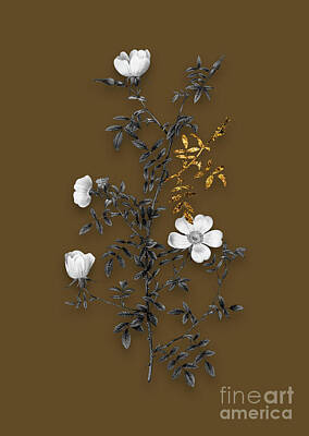 Mellow Yellow - Vintage Hedge Rose Black and White Gilded Floral Art on Coffee Brown n.0614 by Holy Rock Design