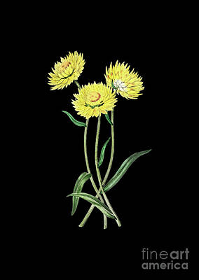 Florals Mixed Media - Vintage Helichrysum Flower Branch Botanical Art on Solid Black n.0178 by Holy Rock Design