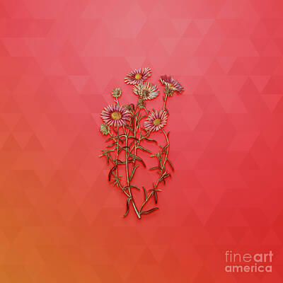 Amy Weiss Royalty Free Images - Vintage Hoary Diplopappus Flower Botanical Art on Fiery Red n.0090 Royalty-Free Image by Holy Rock Design