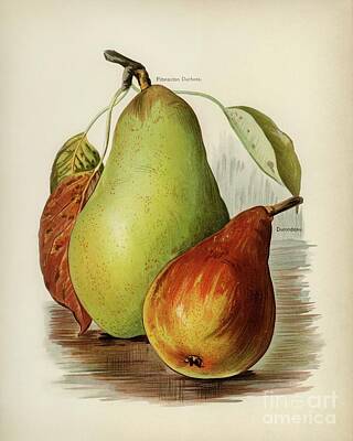 Street Posters - Vintage illustration of pear vintage edition of The Fruit Growers Guide 1891 by John Wright. by Shop Ability