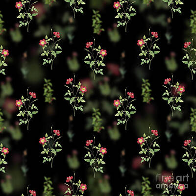 Roses Mixed Media Royalty Free Images - Vintage Indica Stelligera Rose Floral Garden Pattern on Black n.1547 Royalty-Free Image by Holy Rock Design