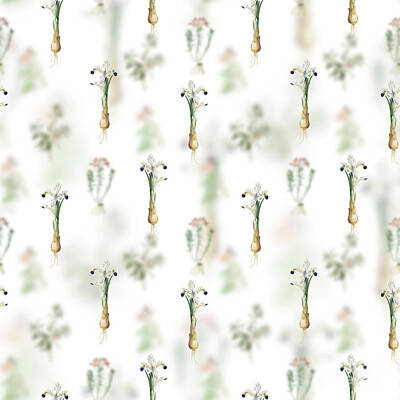 Florals Mixed Media - Vintage Iris Persica Floral Garden Pattern on White n.0176 by Holy Rock Design