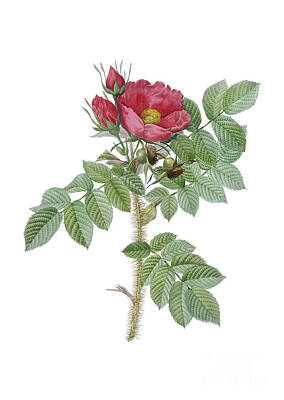 Florals Paintings - Vintage Kamtschatka Rose Botanical Illustration on Pure White by Holy Rock Design