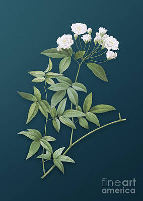 Roses Paintings - Vintage Lady Banks Rose Botanical Art on Teal Blue n.0589 by Holy Rock Design