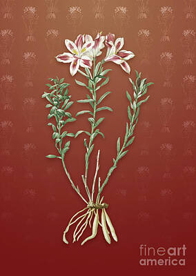 Lilies Mixed Media - Vintage Lily of the Incas Botanical Art on Falu Red Pattern n.2872 by Holy Rock Design