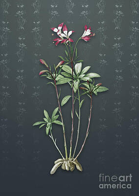 Lilies Mixed Media - Vintage Lily of the Incas Botanical Art on Slate Gray Pattern n.4117 by Holy Rock Design