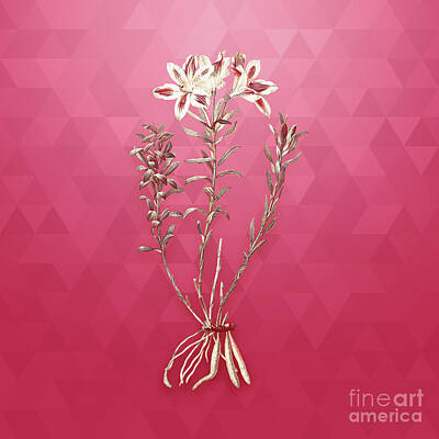 Lilies Mixed Media - Vintage Lily of the Incas in Gold on Viva Magenta by Holy Rock Design