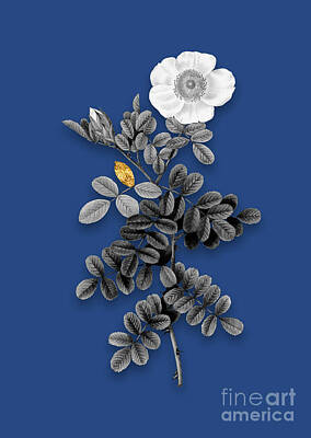 Roses Mixed Media - Vintage Macartney Rose Black and White Gilded Floral Art on Midnight Blue by Holy Rock Design
