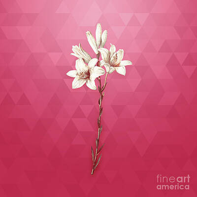 Lilies Mixed Media - Vintage Madonna Lily in Gold on Viva Magenta by Holy Rock Design