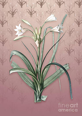 Lilies Mixed Media - Vintage Malgas Lily Botanical Art on Dusty Pink Pattern n.1292 by Holy Rock Design