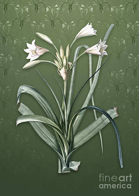 Lilies Mixed Media - Vintage Malgas Lily Botanical Art on Lunar Green Pattern n.4302 by Holy Rock Design