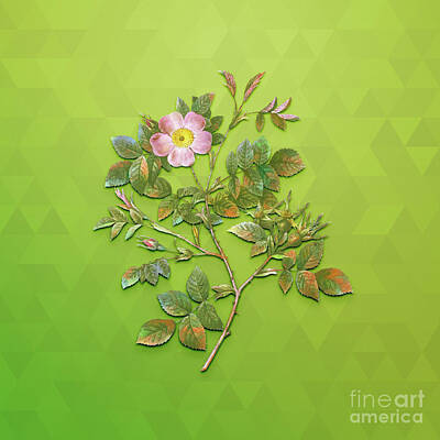 Animals Mixed Media - Vintage Malmedy Rose Botanical Art on Love Bird Green n.0391 by Holy Rock Design
