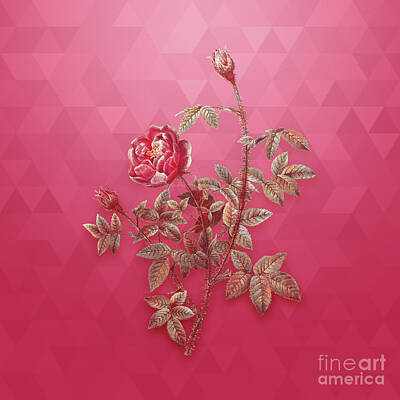 Roses Mixed Media Royalty Free Images - Vintage Moss Rose in Gold on Viva Magenta Royalty-Free Image by Holy Rock Design