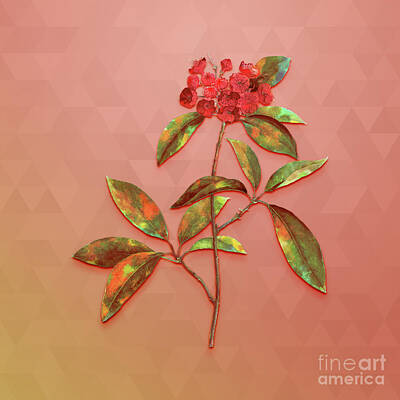 Mountain Mixed Media - Vintage Mountain Laurel Branch Botanical Art on Peach Pink n.0438 by Holy Rock Design