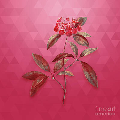 Mountain Mixed Media - Vintage Mountain Laurel in Gold on Viva Magenta by Holy Rock Design