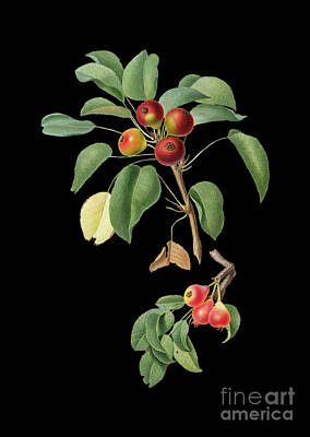 Gaugin Royalty Free Images - Vintage Musky Pear Botanical Art on Solid Black n.0249 Royalty-Free Image by Holy Rock Design