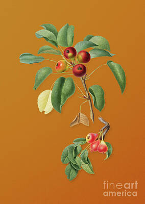 The Female Body Royalty Free Images - Vintage Musky Pear Botanical Art on Sunset Orange n.0202 Royalty-Free Image by Holy Rock Design