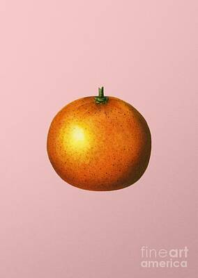 Just Desserts - Vintage Orange Botanical Illustration on Pink by Holy Rock Design