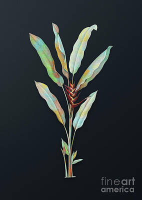 Roses Mixed Media - Vintage Parrot Heliconia Botanical Art on Dark Steel Gray n.0634 by Holy Rock Design