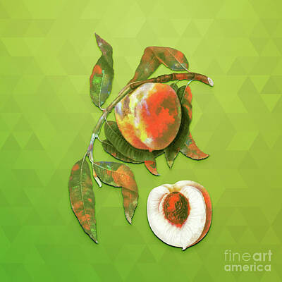 Animals Mixed Media - Vintage Peach Botanical Art on Love Bird Green n.1573 by Holy Rock Design