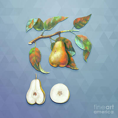 Food And Beverage Mixed Media - Vintage Pear Botanical Art on Summer Song Blue n.1539 by Holy Rock Design