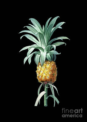 Mixed Media - Vintage Pineapple Botanical Art on Solid Black n.0651 by Holy Rock Design