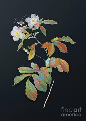 Florals Mixed Media - Vintage Pink Alpine Roses Botanical Art on Dark Steel Gray n.0646 by Holy Rock Design