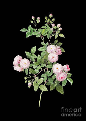Roses Mixed Media - Vintage Pink Baby Roses Botanical Art on Solid Black n.0058 by Holy Rock Design