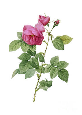 Paintings - Vintage Pink Bourbon Roses Botanical Illustration on Pure White by Holy Rock Design