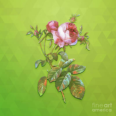 Animals Mixed Media - Vintage Pink Cabbage Rose De Mai Botanical Art on Love Bird Green n.0652 by Holy Rock Design