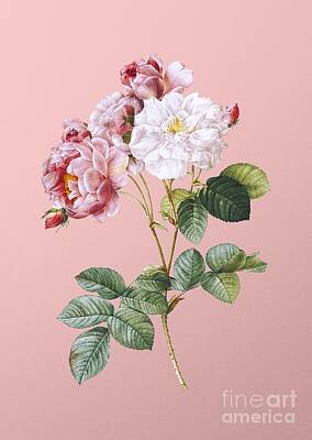 Roses Paintings - Vintage Pink Damask Rose Botanical Illustration on Pink by Holy Rock Design