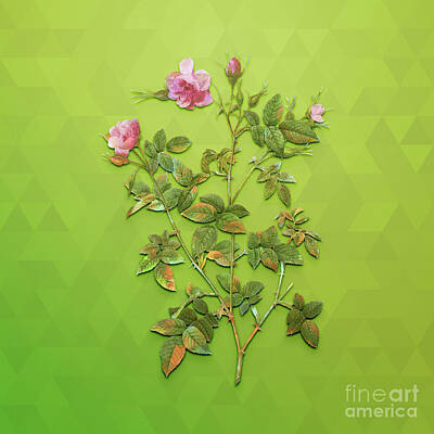Vintage Jaquar - Vintage Pink Flowering Rosebush Botanical Art on Love Bird Green n.0227 by Holy Rock Design