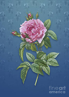 Studio Grafika Typography Royalty Free Images - Vintage Pink French Rose Botanical Art on Bahama Blue Pattern n.1605 Royalty-Free Image by Holy Rock Design