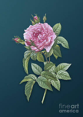 Scooters Rights Managed Images - Vintage Pink French Rose Botanical Art on Teal Blue n.0426 Royalty-Free Image by Holy Rock Design