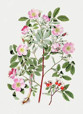 Florals Paintings - Vintage pink smooth rose. Original from Biodiversity Heritage Library. Digitally enhanced by rawpixe by MotionAge Designs