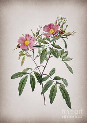 Roses Mixed Media - Vintage Pink Swamp Roses Botanical Illustration on Parchment by Holy Rock Design