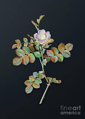 Ethereal - Vintage Pink Sweetbriar Rose Botanical Art on Dark Steel Gray n.0668 by Holy Rock Design