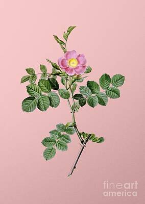 Roses Paintings - Vintage Pink Sweetbriar Rose Botanical Illustration on Pink by Holy Rock Design