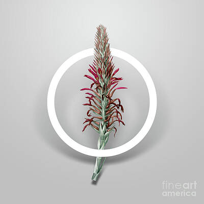 Back To School For Guys - Vintage Pitcairnia Latifolia Minimalist Floral Geometric Circle Art N.082 by Holy Rock Design