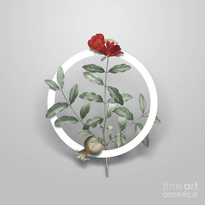 Grimm Fairy Tales Royalty Free Images - Vintage Pomegranate Branch Minimalist Floral Geometric Circle Art N.076 Royalty-Free Image by Holy Rock Design
