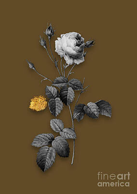 Roses Mixed Media - Vintage Provence Rose Black and White Gilded Floral Art on Coffee Brown by Holy Rock Design