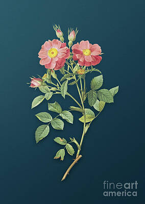 Christmas Images - Vintage Queen Elizabeths Sweetbriar Rose Botanical Art on Teal Blue n.0680 by Holy Rock Design