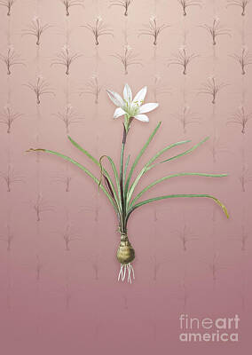 Lilies Mixed Media - Vintage Rain Lily Botanical Art on Dusty Pink Pattern n.1042 by Holy Rock Design