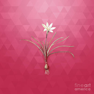 Lilies Mixed Media - Vintage Rain Lily in Gold on Viva Magenta by Holy Rock Design
