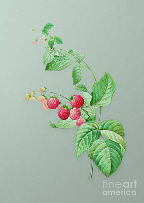 Vintage Pharmacy - Vintage Red Berries Botanical Art on Mint Green n.0336 by Holy Rock Design
